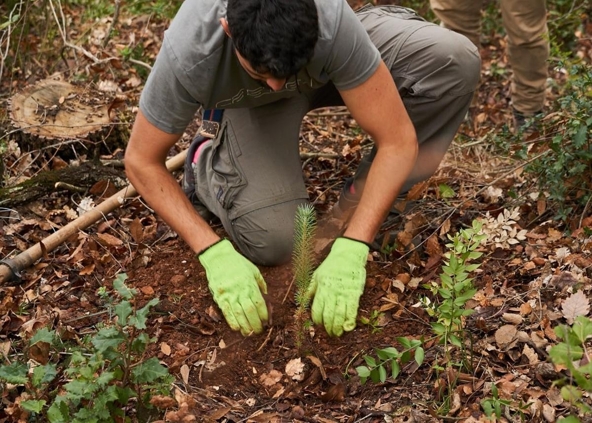 La déforestation est frénétique sur la planète