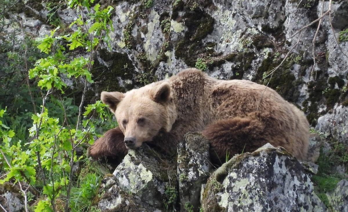 El oso pardo continue sa lente récupération