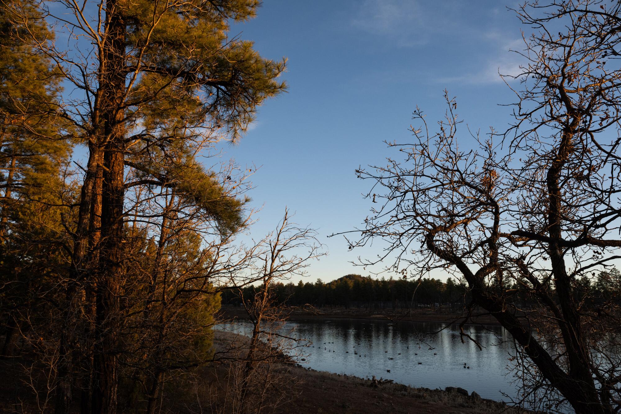 Pins ponderosa au bord d'un lac