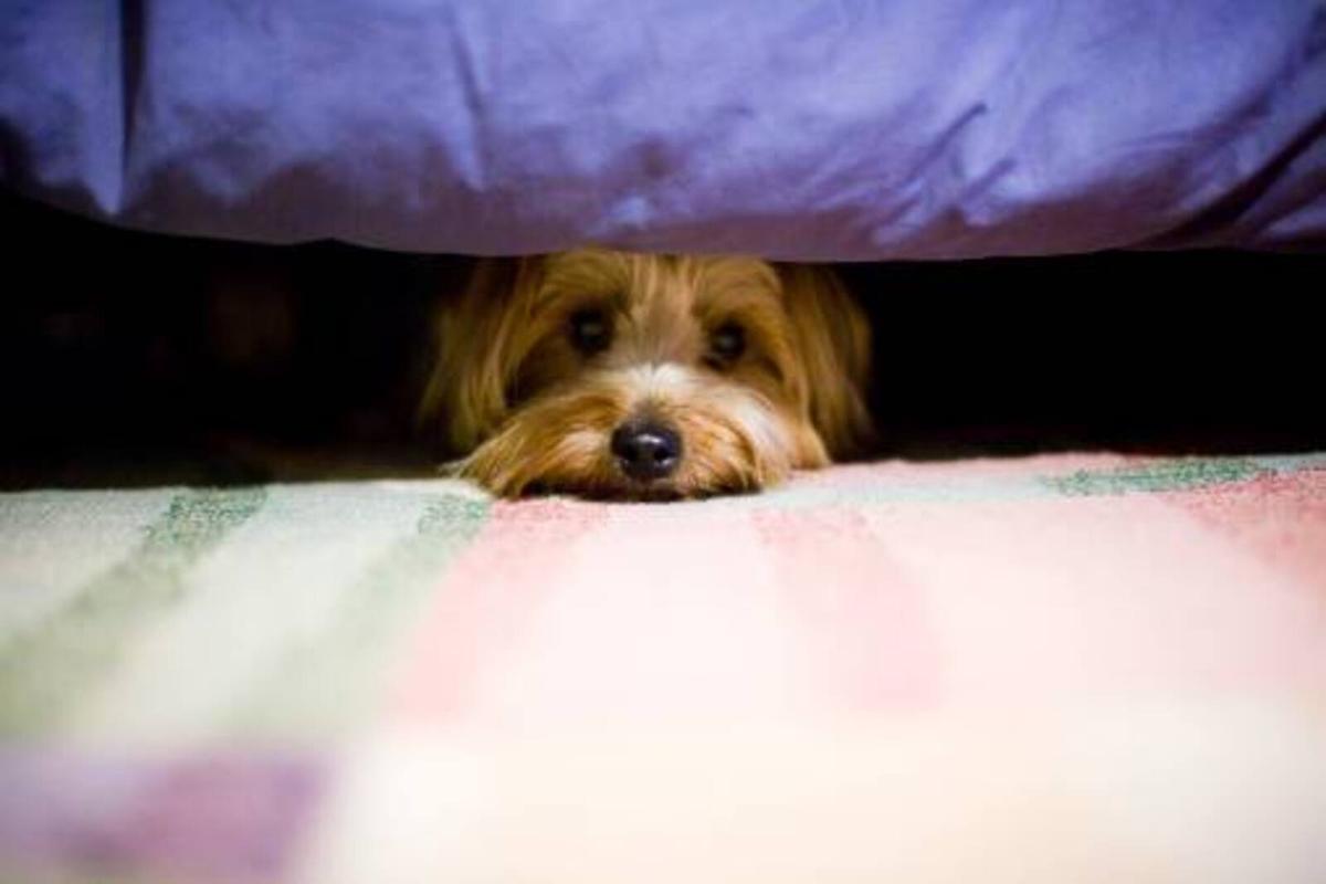 Les entités animales ont plus de protection pour les mascottes