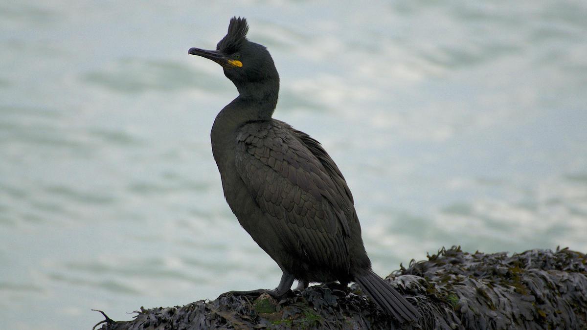 Cormoran Moñudo.