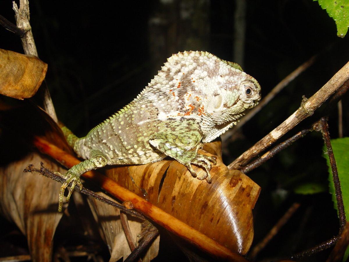 Une espèce récemment découverte dans les selvas tropicales