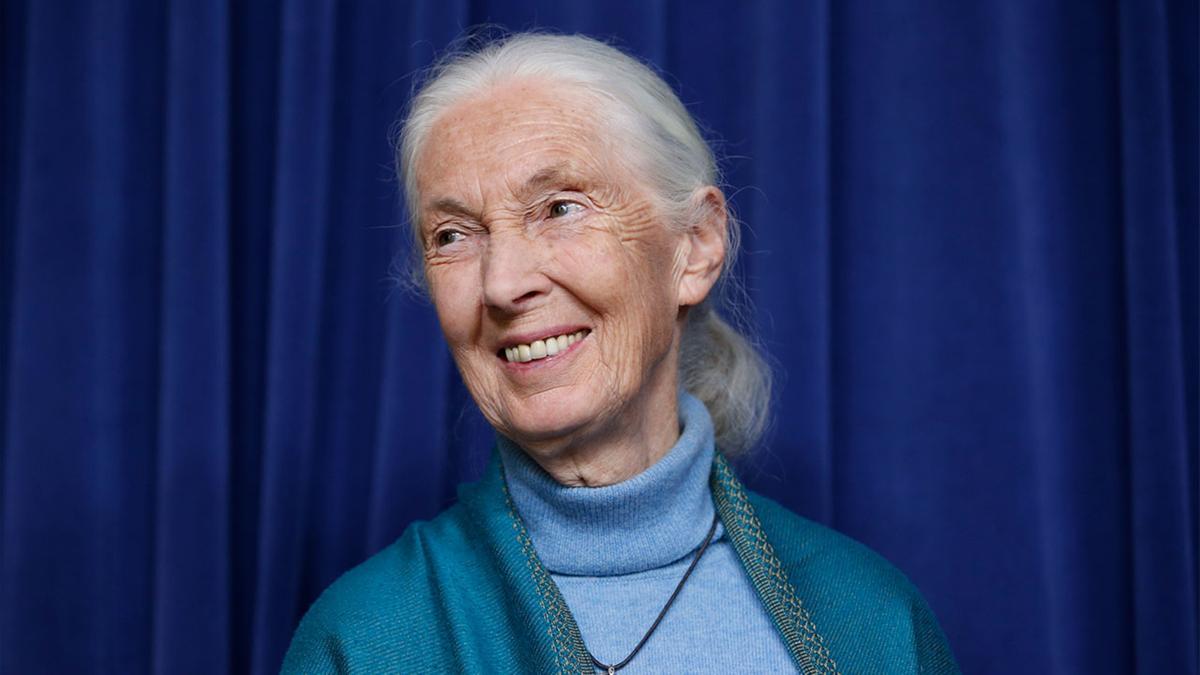 Jane Goodall est déjà cette année