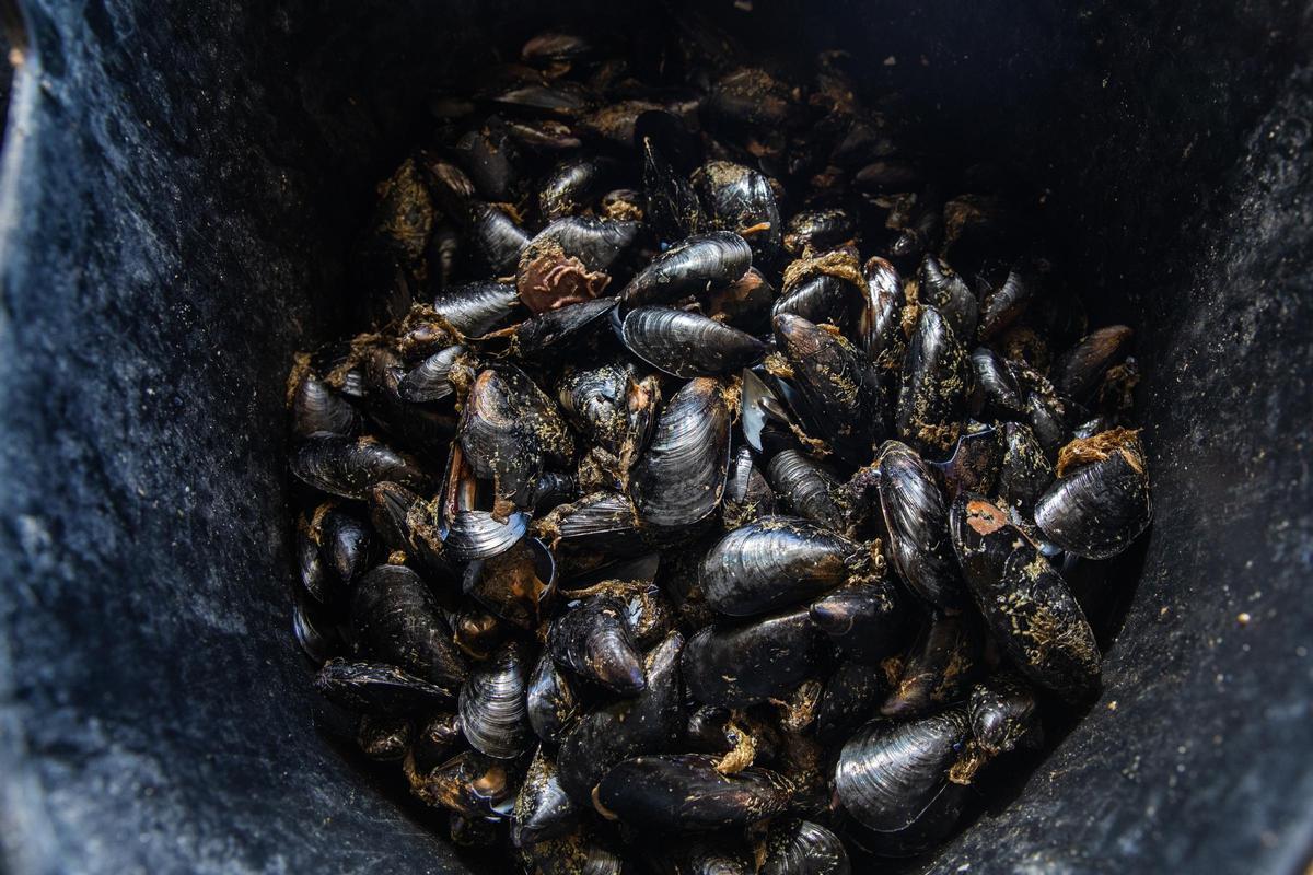 Mejillones reçus des souvenirs