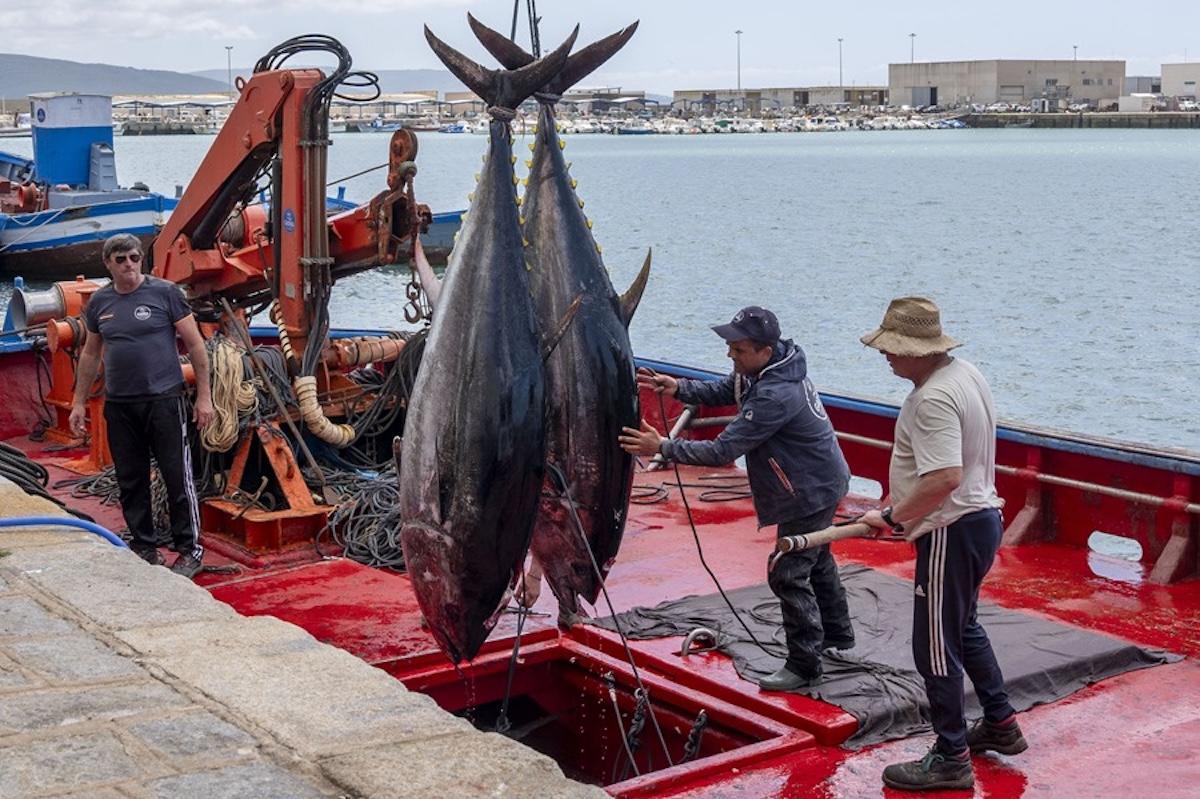 Débarquement d'Atunes à Barbate (Cadix).