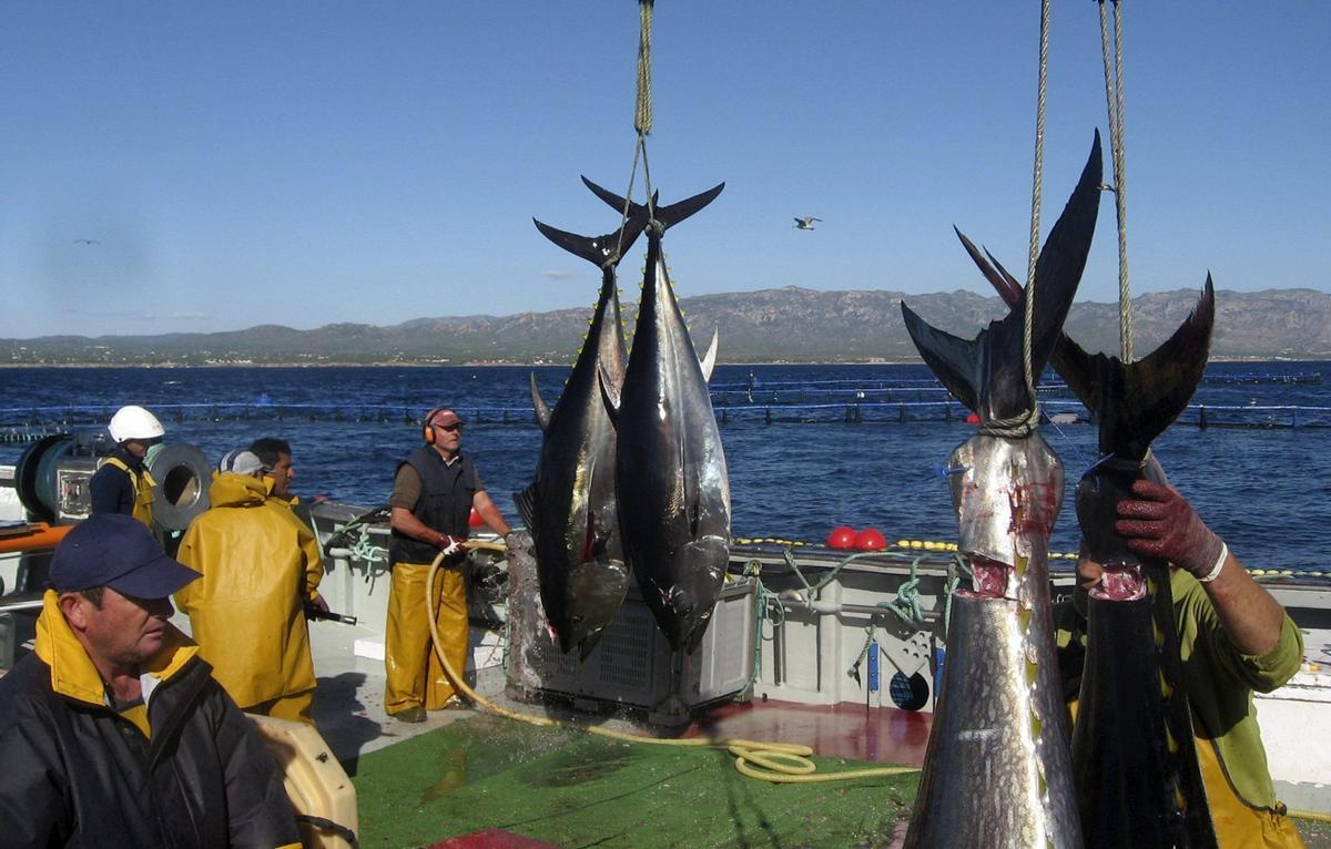 Pêche au rouge.