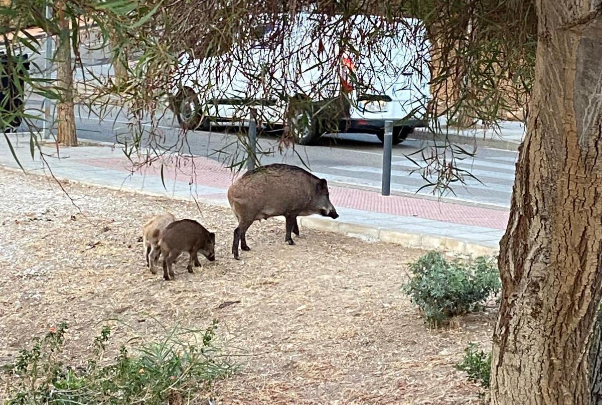 Famille de Jabalís junto a una carretera à Málaga