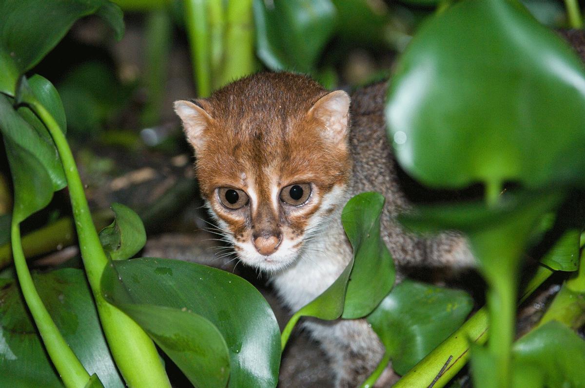 L'espèce vive en humedales de la selva
