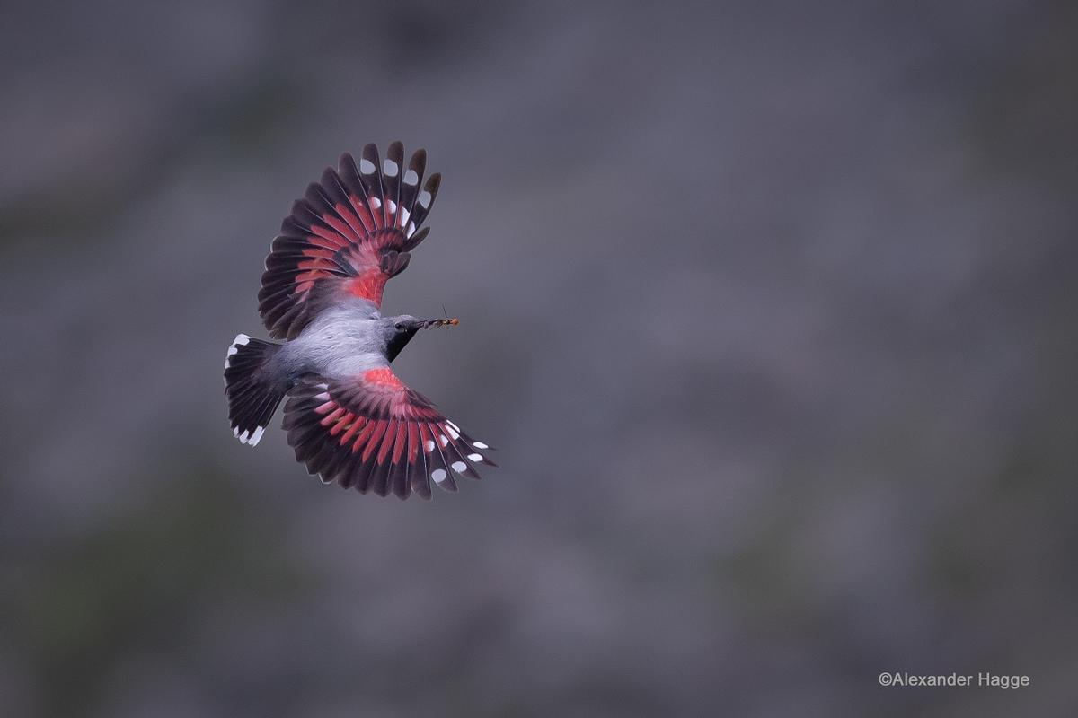 Aspect des treparriscos en vuelo
