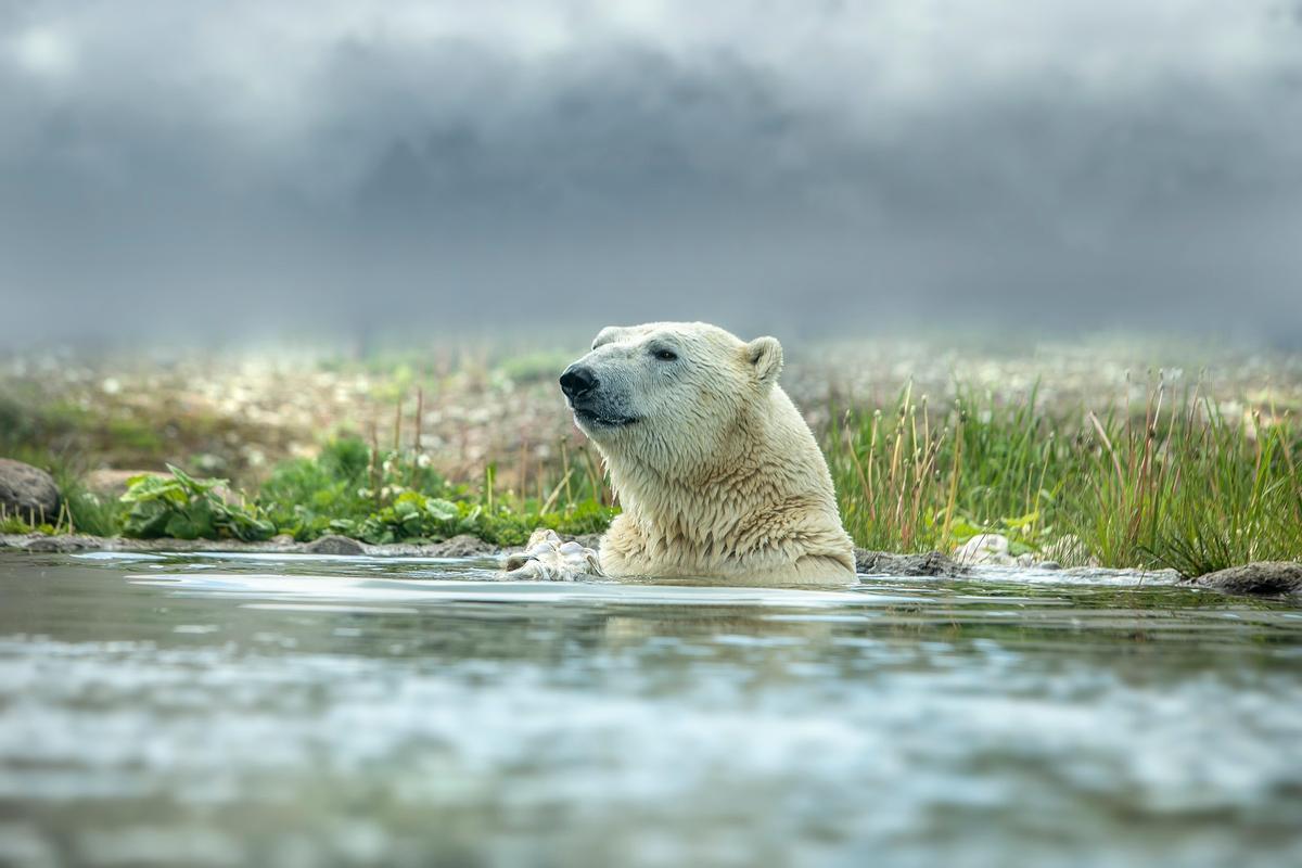 Exemple d'oso polar.