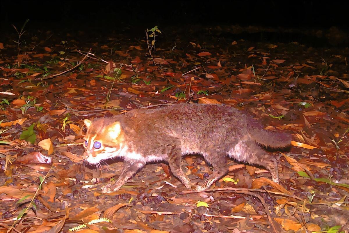 Un des chats détectés aujourd'hui en Thaïlande