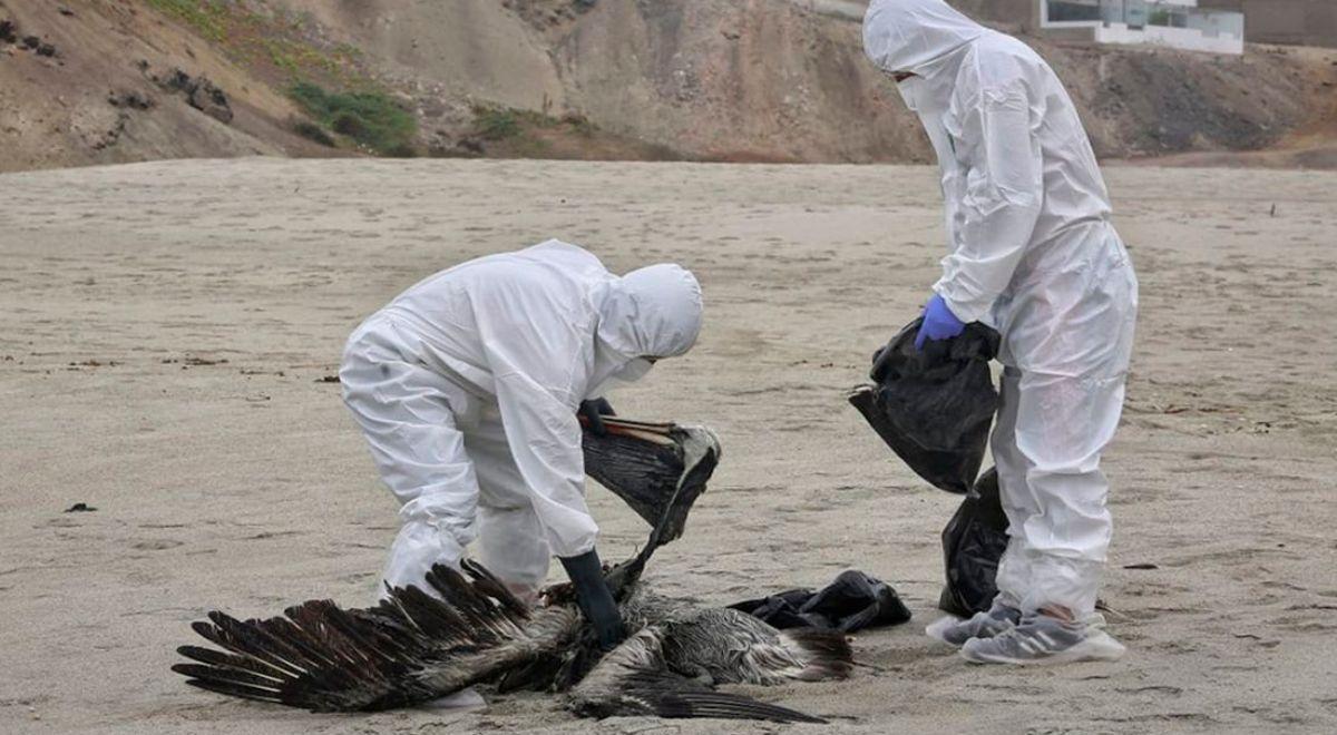 Retraite du cadavre d'un grulla
