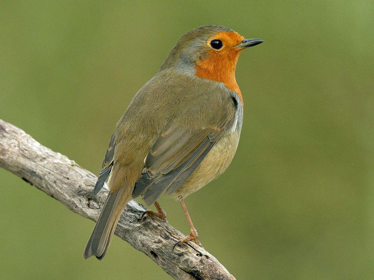 El petirrojo suele estar en el suelo buscando insectes