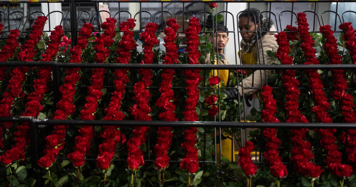 La génération Z et la génération Y adoptent des alternatives durables aux fleurs importées