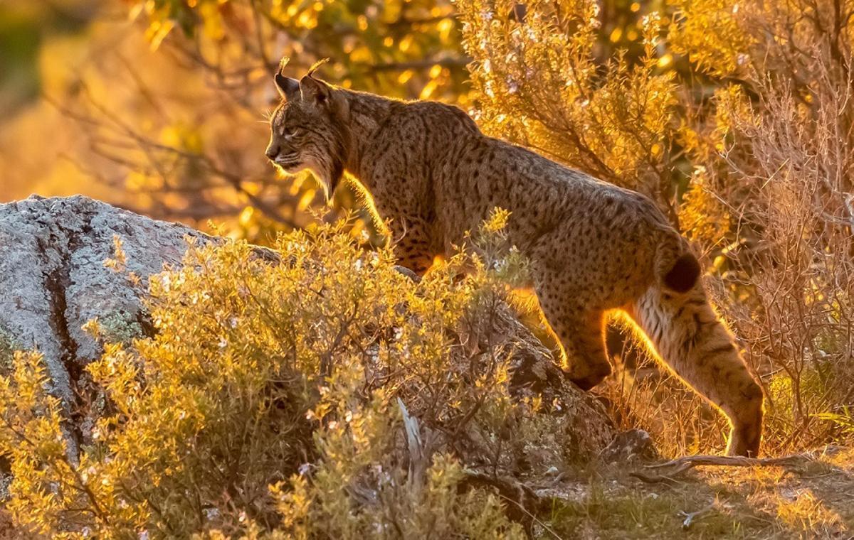 Lince ibérique