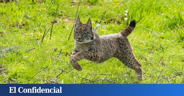 Les experts concluent que le lynx ibérique modifie la dispersion des graines d'arbres fruitiers