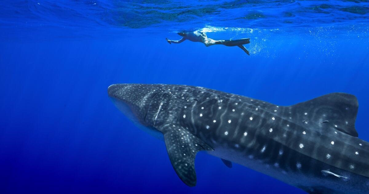 Les gouvernements approuvent une plus grande protection pour les requins