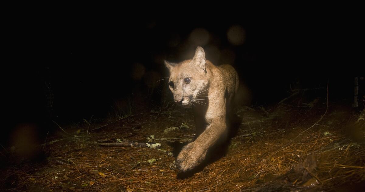 Les lions des montagnes du sud de la Californie recommandés pour le statut d'espèce menacée