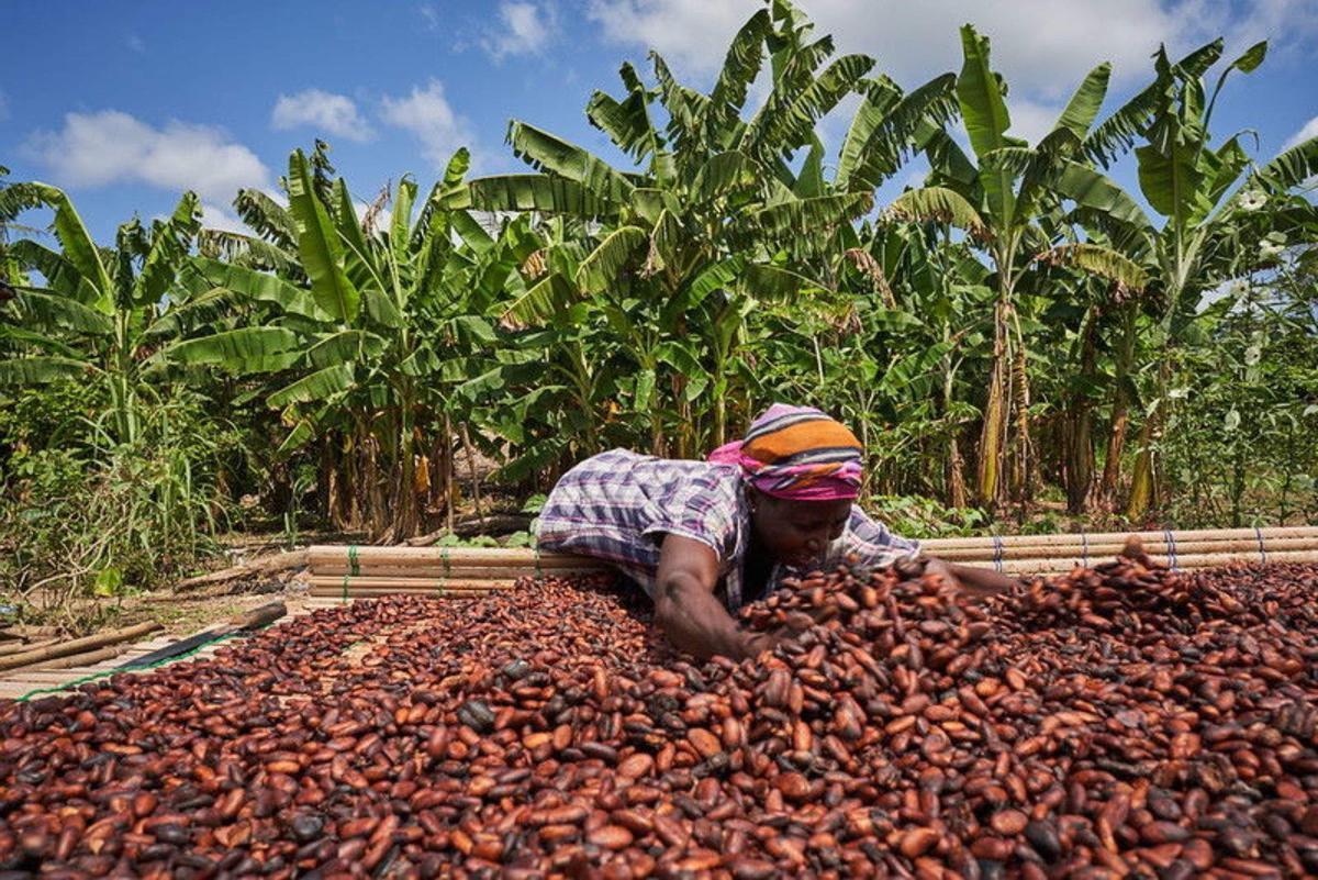 Une femme travaillant avec du cacao au Ghana
