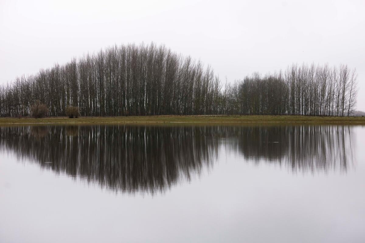 Une rangée d'arbres le long d'un plan d'eau se reflète dans l'eau.
