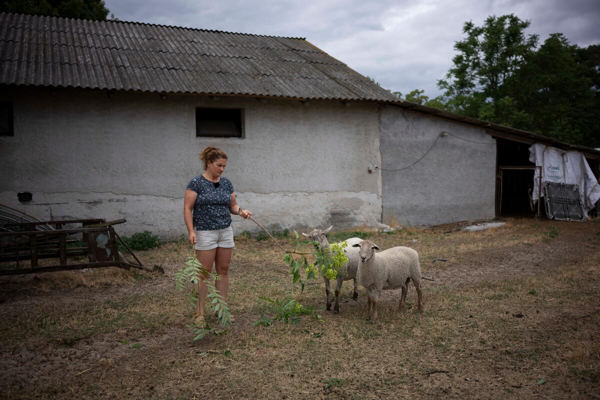 Une femme tient une branche vers deux moutons.