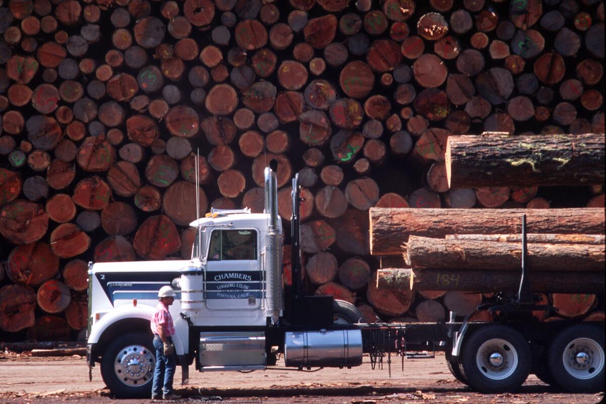 Les grumes de séquoia sont transportées par camion à la Pacific Lumber Company