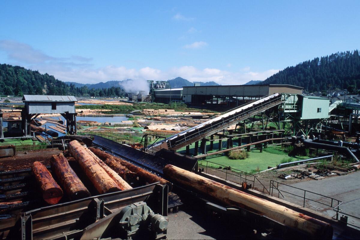 Les grumes de séquoia sont transformées par la Pacific Lumber Company en 1995 à Scotia, en Californie. 