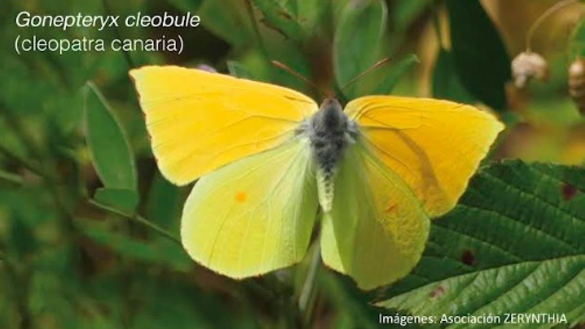 Photographie de la mariposa Gonepteryx cleobule (Cléopâtre canarie).
