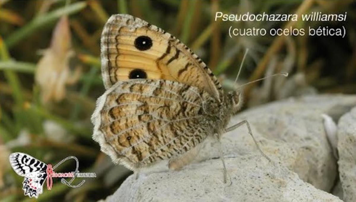 Photographie de la mariposa Pseudochazara williamsi (cuatro ocelos bética).