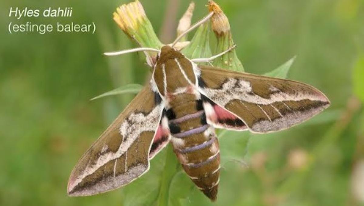 Photographie de la mariposa Hyles dahlii (esfinge balear).