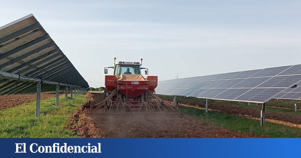 Agriculture et énergies renouvelables sont compatibles : voici comment fonctionne l’agrivoltaïque