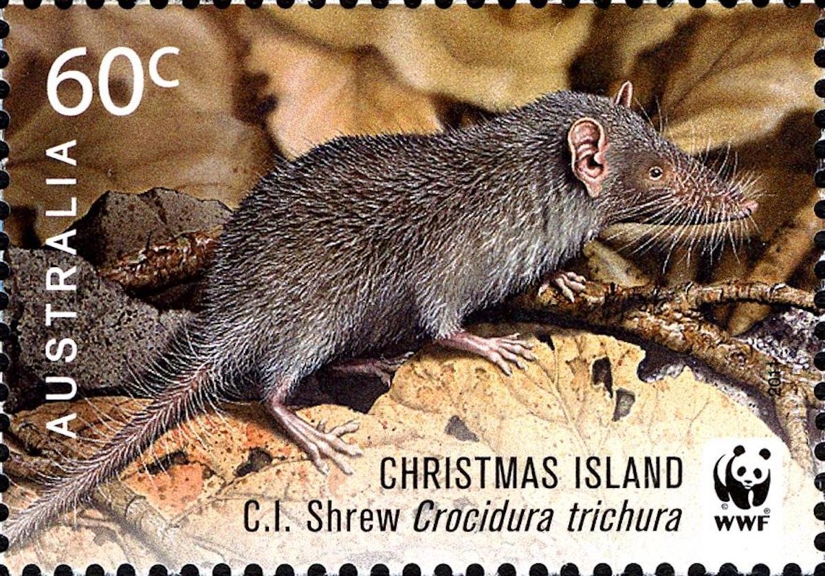 Vendu d'Australie dédié à la muscaraña de l'île de Noël.