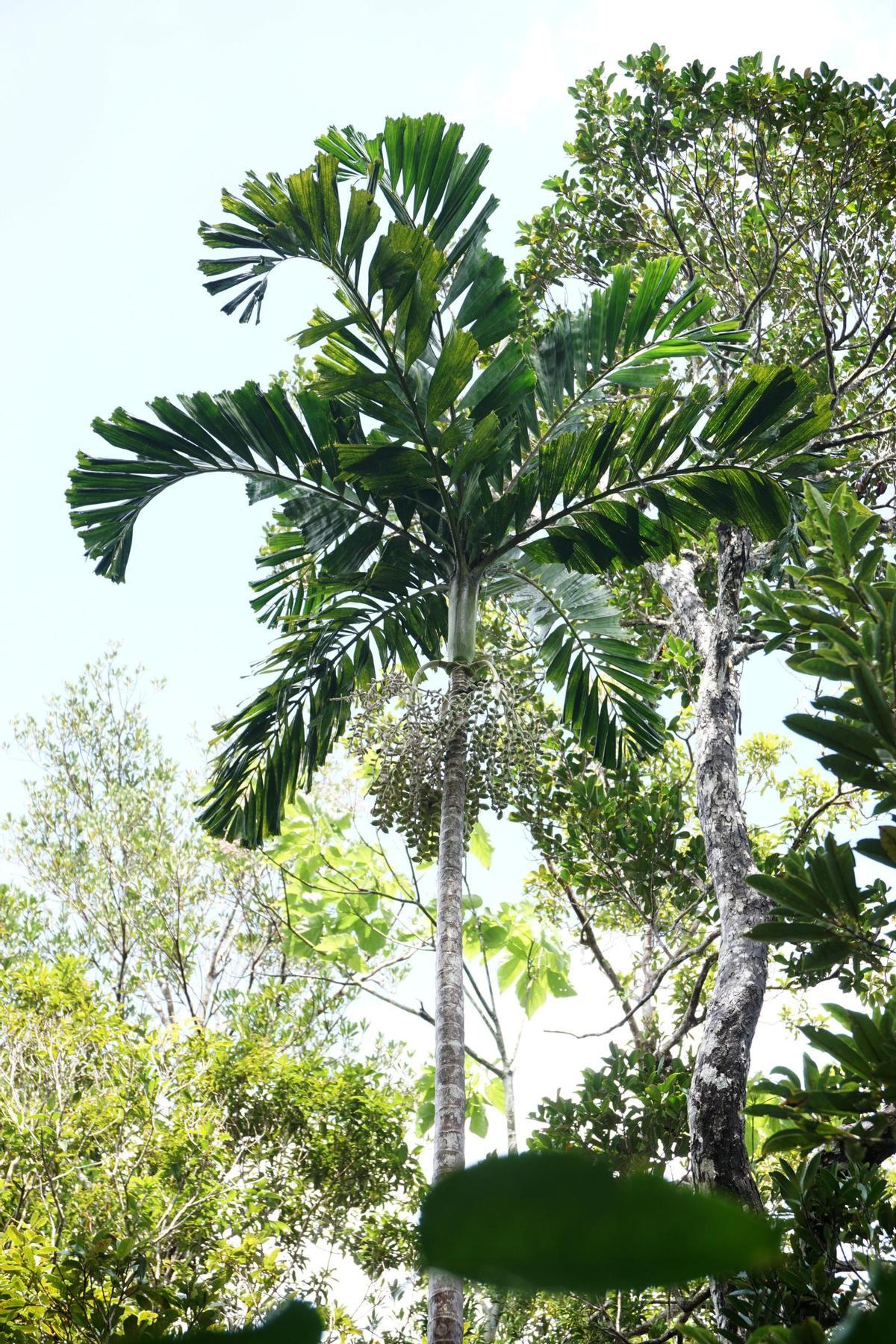 Palmera de Navidad, Adonidia zibabaoa, a été décrite aux Philippines, où elle a été rencontrée pour la première fois en 2013, et a maintenant été confirmée comme nouvelle pour la science grâce à une analyse de l'ADN.