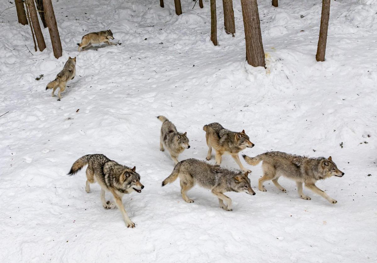 Lobos grisés dans le Wisconsin