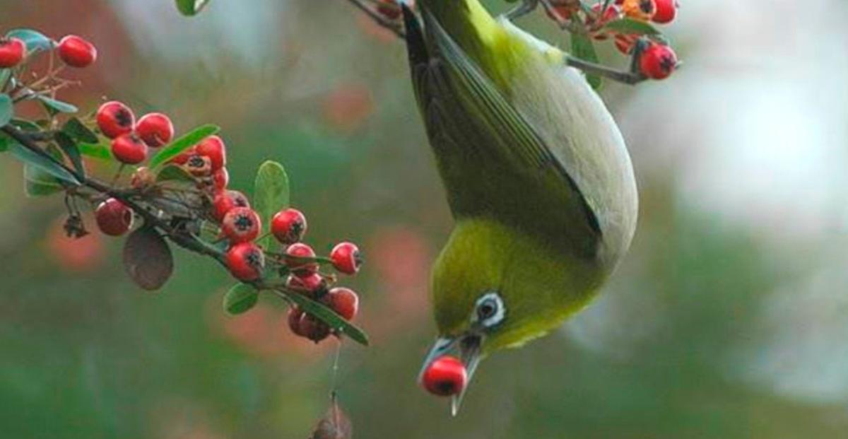 Ave frugívora consommer des fruits