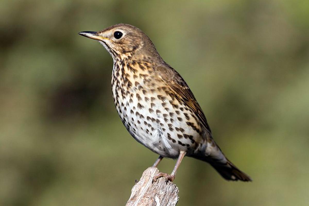 Le zorzal commun se disperse à de grandes distances