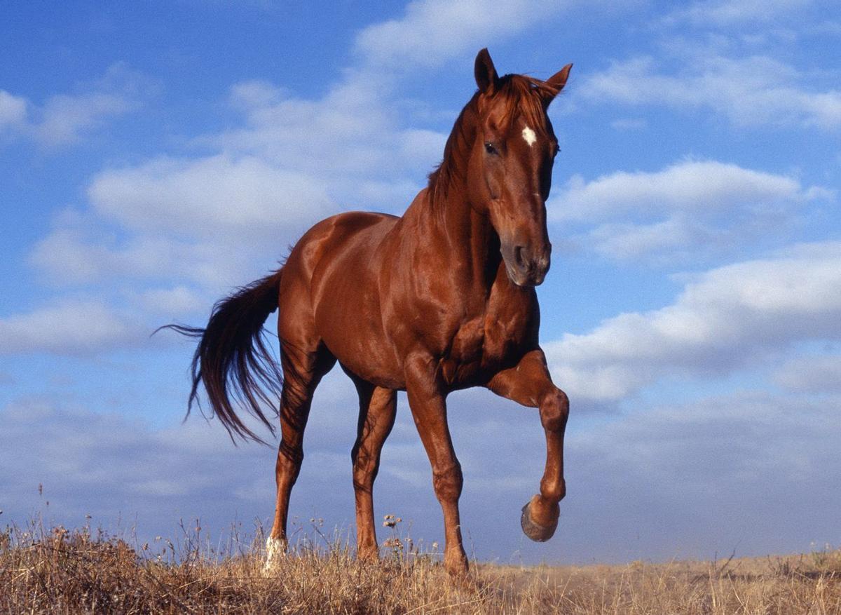 Les chevaux regardent le milieu des humains qui est proche