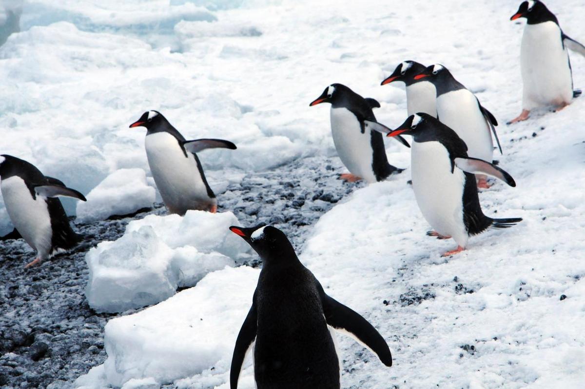 Il existe plusieurs espèces de pingüinos en Antarctique