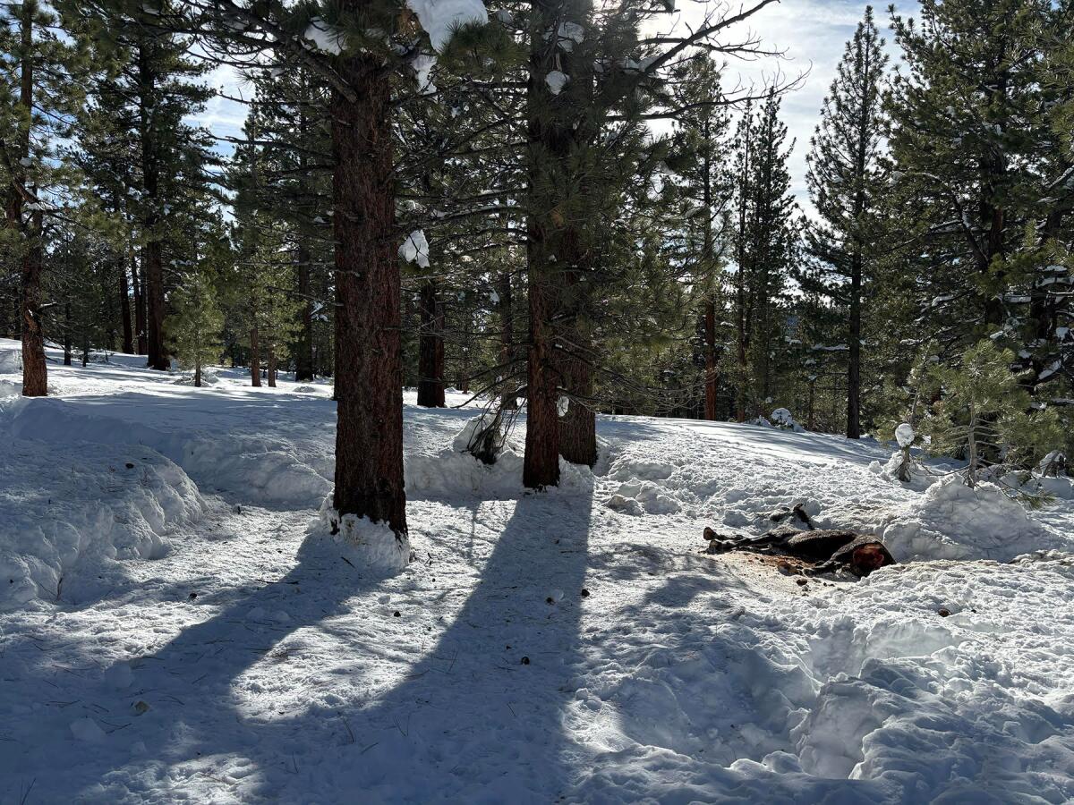 Un cheval mort après être resté coincé dans la neige