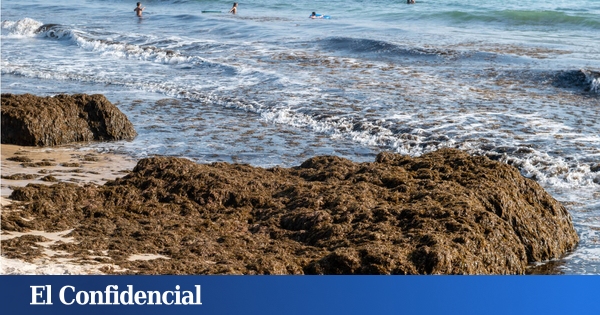 Des scientifiques espagnols étudient comment convertir une algue envahissante du détroit en biogaz