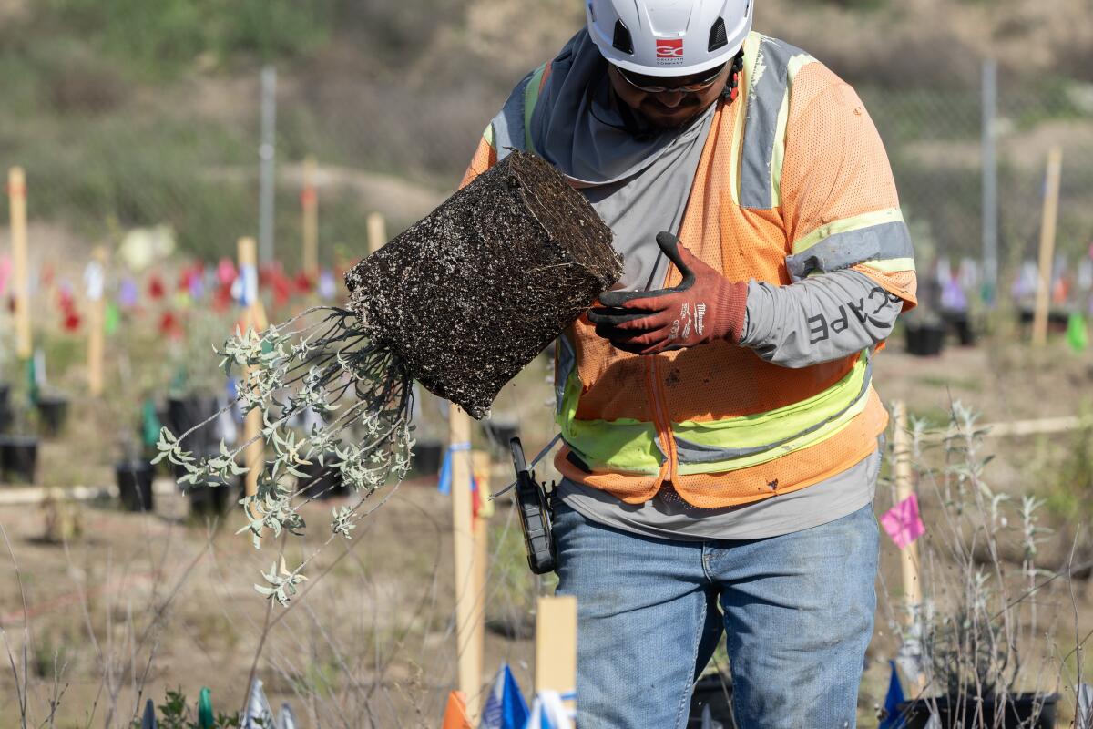 Les paysagistes plantent de la végétation indigène.