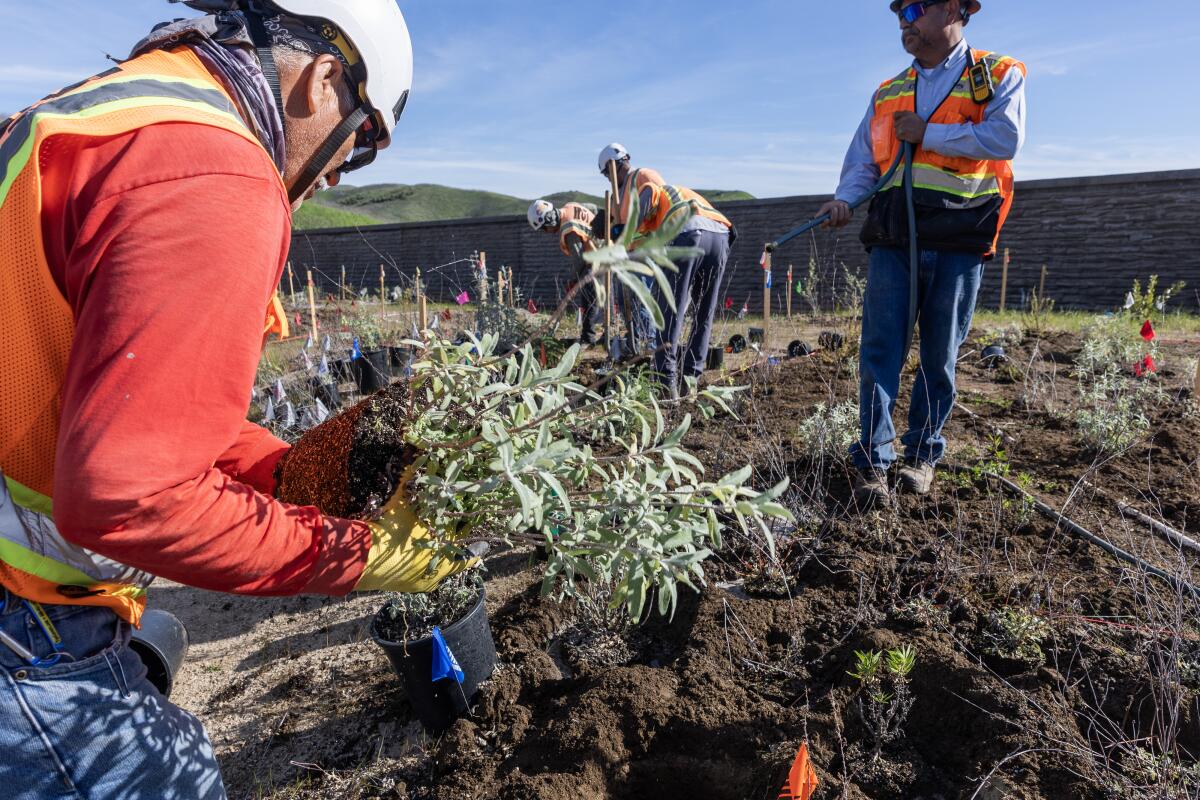 Les paysagistes plantent et arrosent la végétation indigène.