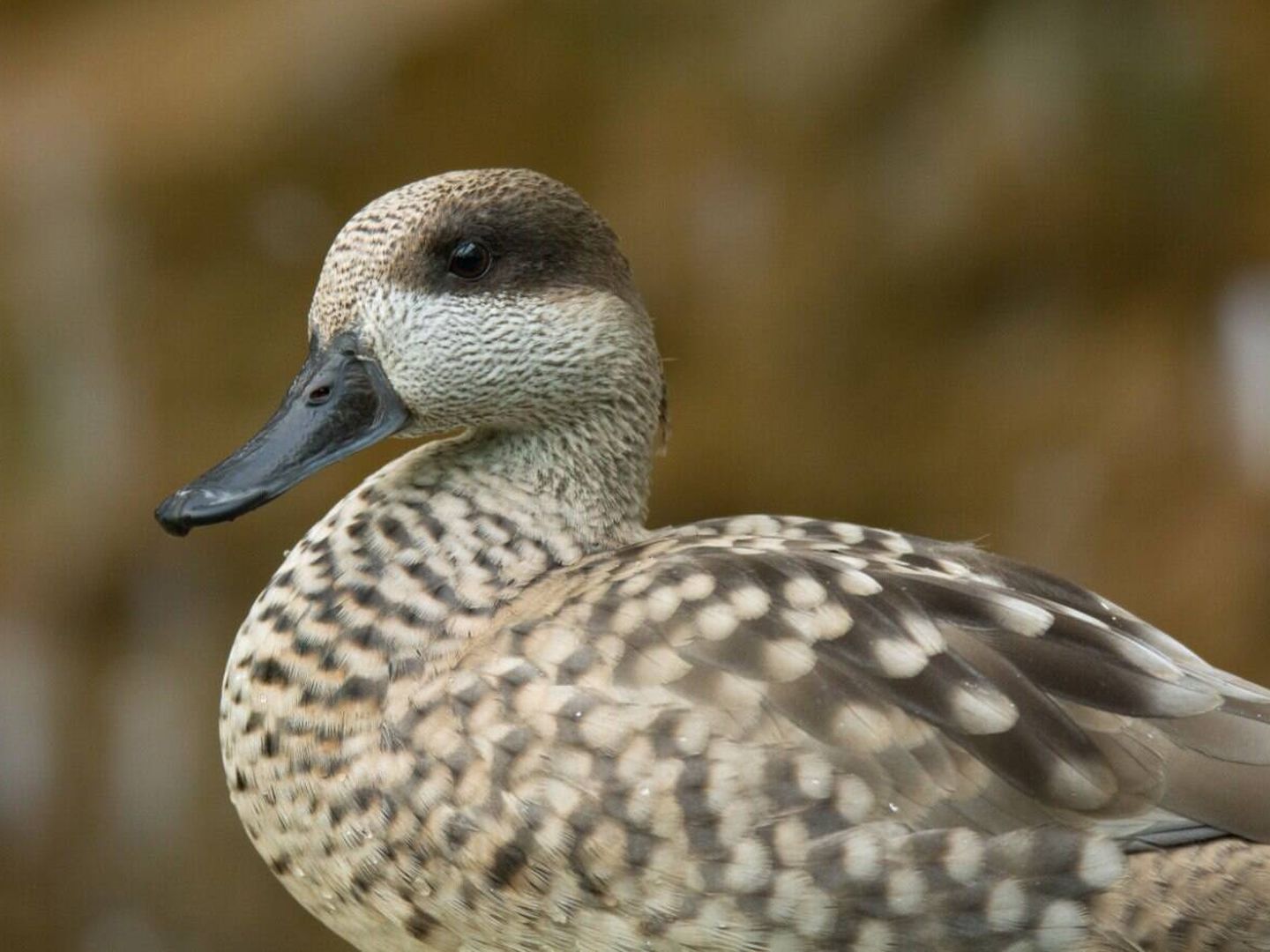 La Sarcelle grise est le canard le plus menacé d'Europe. (MITECO)