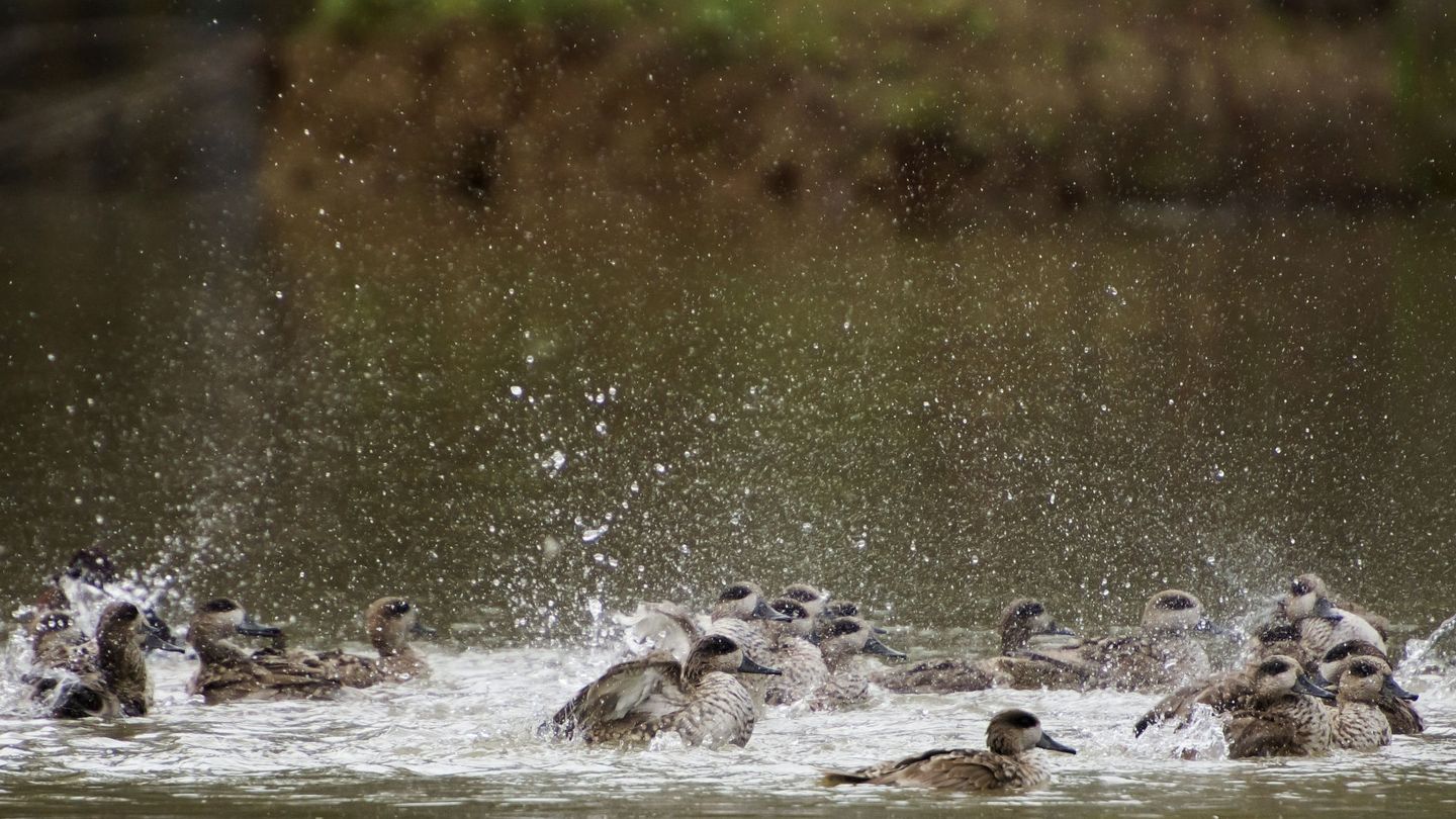 Groupe de sarcelles grises dans une lagune de Doñana. (EFE/Raúl Caro)