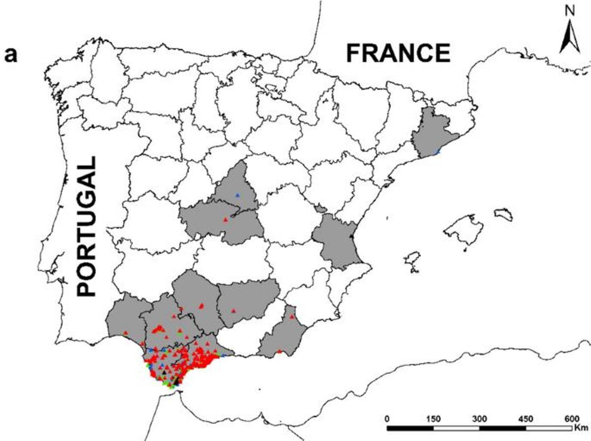 Zone de distribution de l'avispón oriental