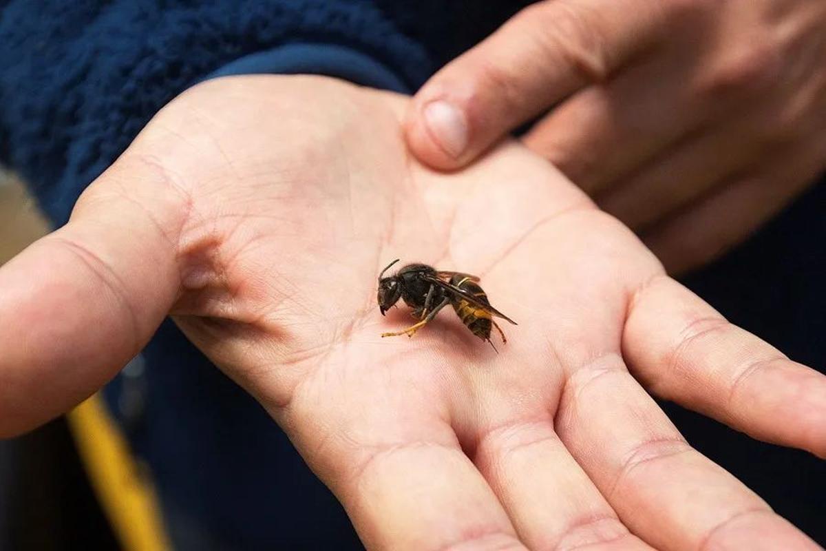 Exemple de avispa velutina.