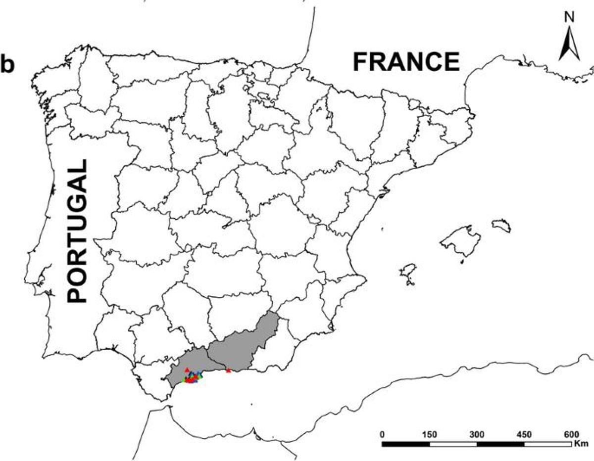 Situation de l'avispón bicolor