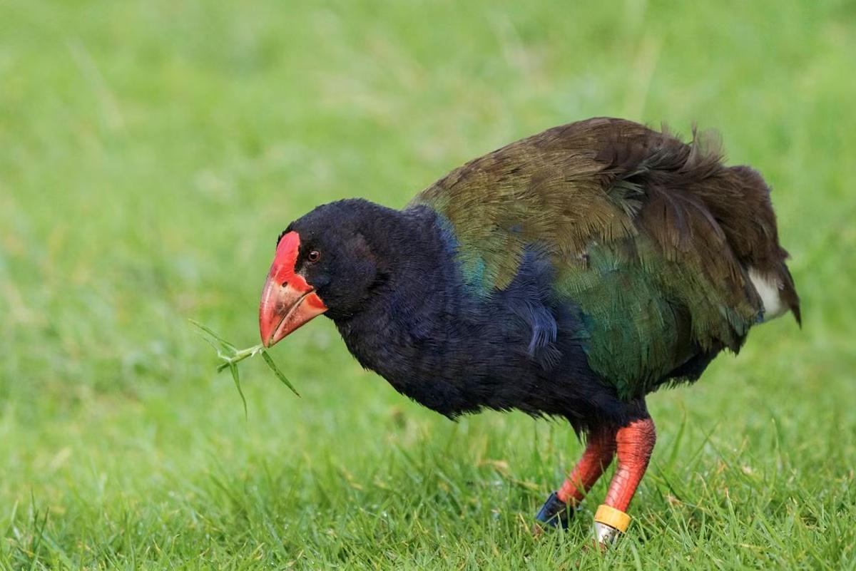Vous avez également rencontré des restos de l'ancêtre du tapahe actuel