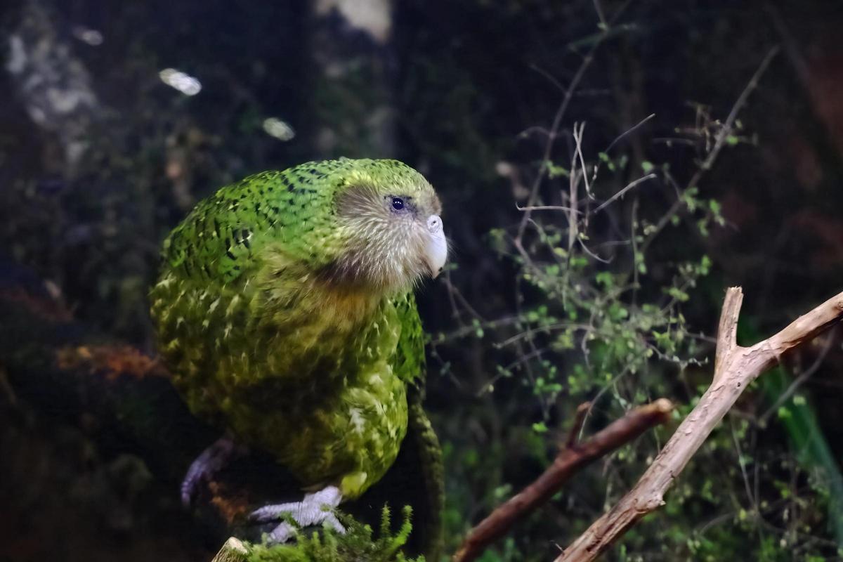Descendant du grand loro kakapo, animal sans voleur