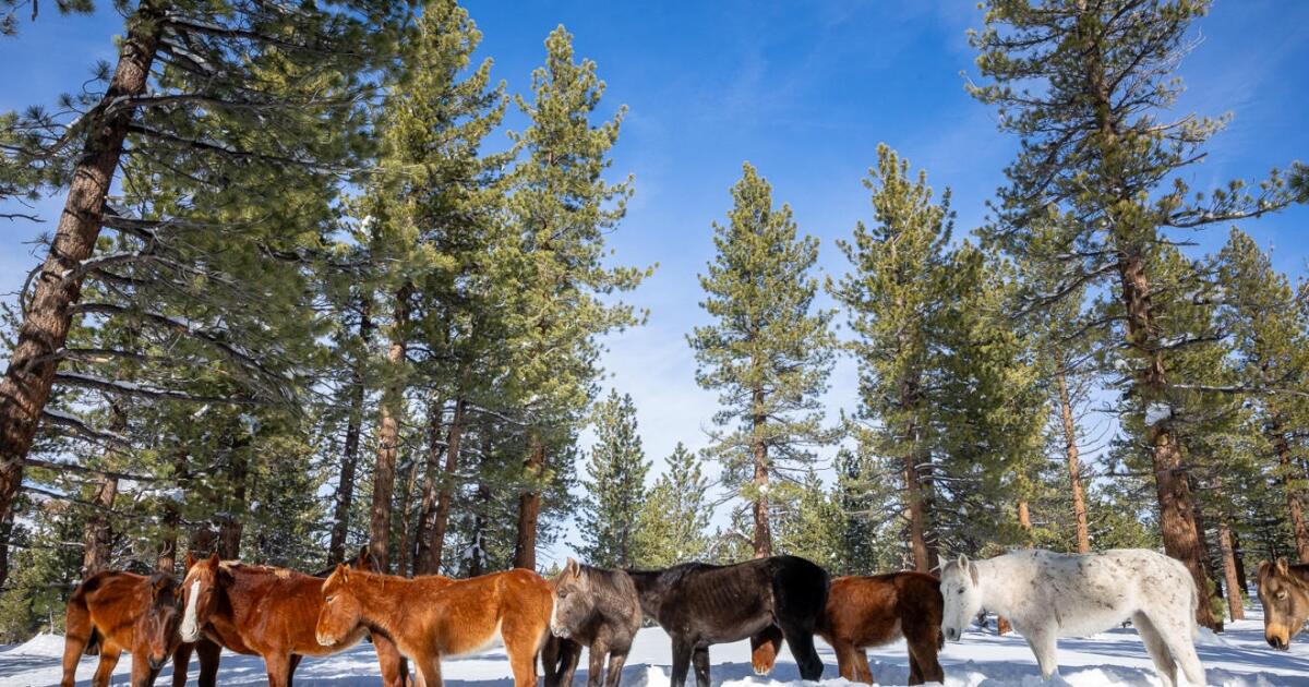 Le Service forestier sauve 24 chevaux sauvages bloqués et affamés près de Mammoth Lakes ; plusieurs meurent